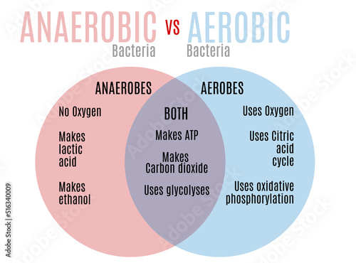 Vászonkép Aerobic vs. anaerobic bacteria venn diagram