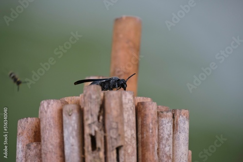 Closeup of a burrowing wasp standing on wooden sticks photo