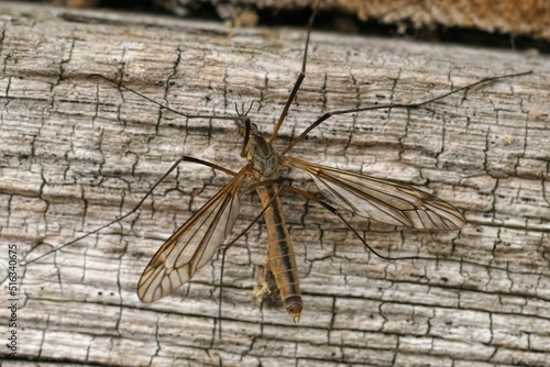 Closeup on a common cranefly species, Tipula vernalis on wood  photo