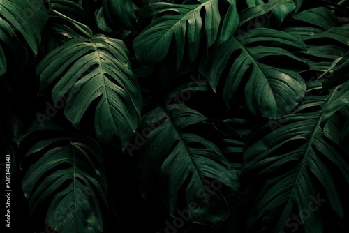 Closeup shot of monstera deliciosa leaves textured background photo