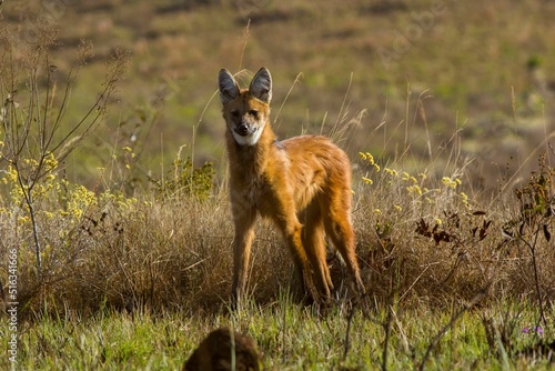 Selective focus shot of a maned wolf (Chrysocyon brachyurus) in the forest photo