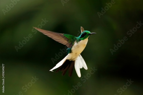 Selective focus shot of a black-eared fairy (heliothryx auritus) photo