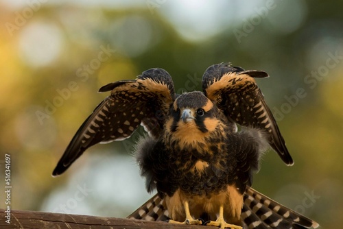 Selective focus shot of aplomado falcon (falco femoralis) photo