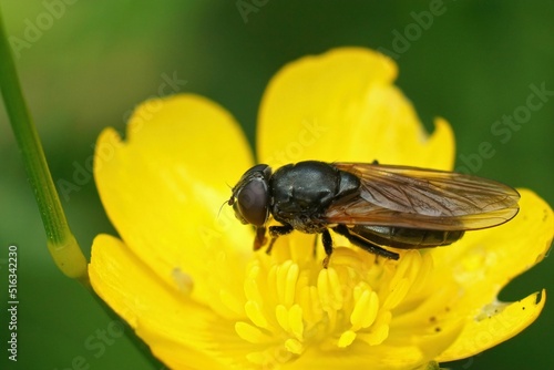 Closeup on the buttercup blacklet, Cheilosia albitarsis sitting  photo