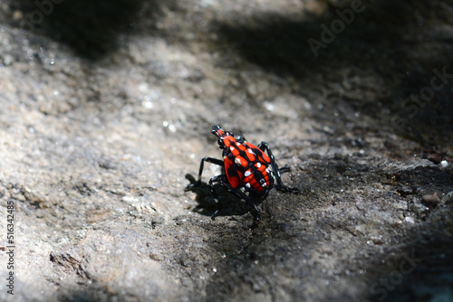 Canvas-taulu Spotted Lanternfly (Lycorma delicatula) nymph in Central Park New York City
