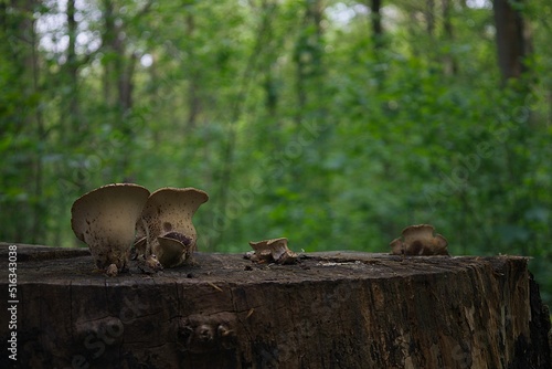 Closeup of mushrooms growing on a tree stump in Sonian Forest in Belgium photo