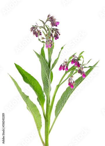 Comfrey bush with flowers  isolated on white background. Symphytum officinale plant. Herbal medicine. Clipping path.