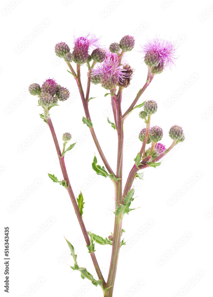 Cirsium arvense bush with flowers, isolated on white background. Herbal medicine. Clipping path. Cirsium arvense bush with flowers, isolated on white background. Herbal medicine. Clipping path.