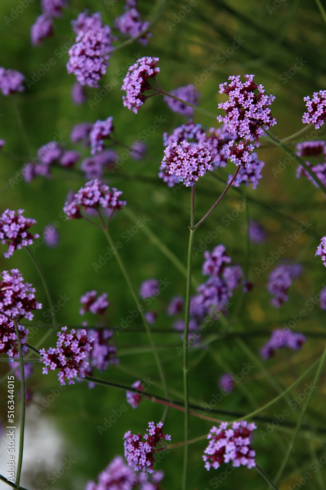 Fototapeta premium Beautiful verbena flowers close up photo. Small purple petals on green background. Summer nature photo. 