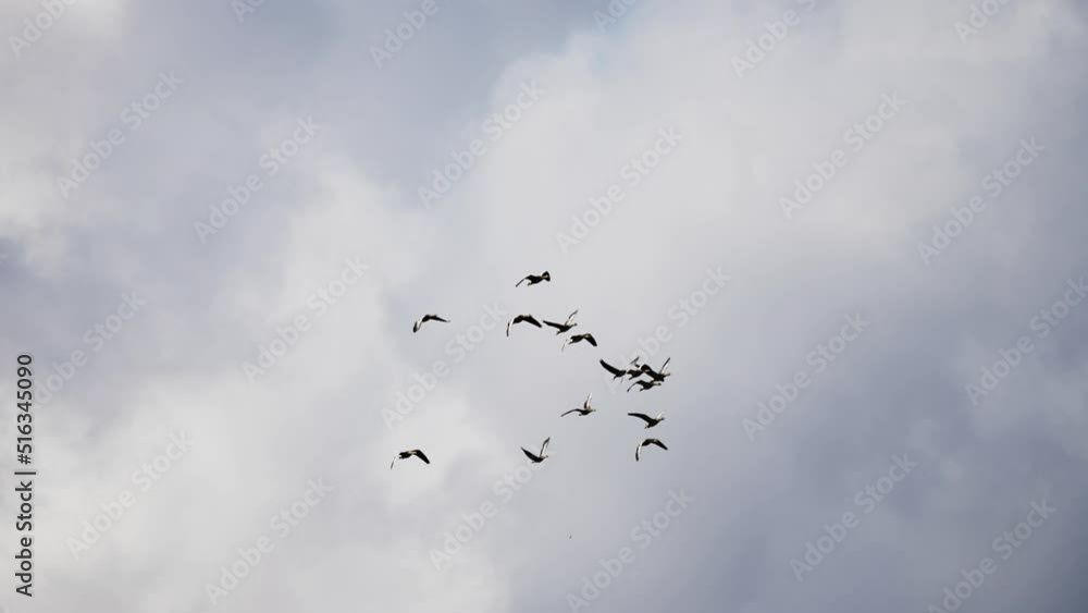 A flock of the wild geese in the sky. Thick white clouds. Slow-motion. A flock of the wild geese in the sky. Thick white clouds. Slow-motion.