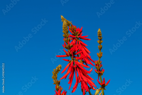 mulungu flower photo