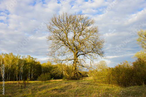 a lone tree without foliage against the background of a forest and yellow-green grass and stringy clouds in the warm rays of the setting sun