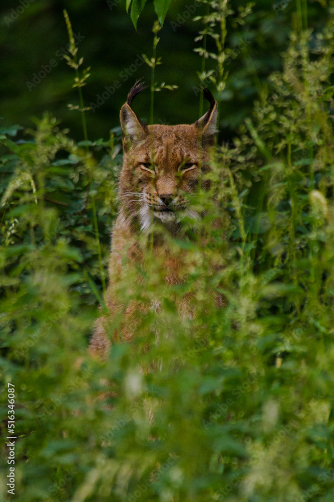 Obraz premium Eurasische Luchs oder Nordluchs (Lynx lynx)