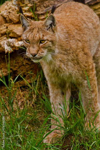 Eurasische Luchs oder Nordluchs (Lynx lynx)