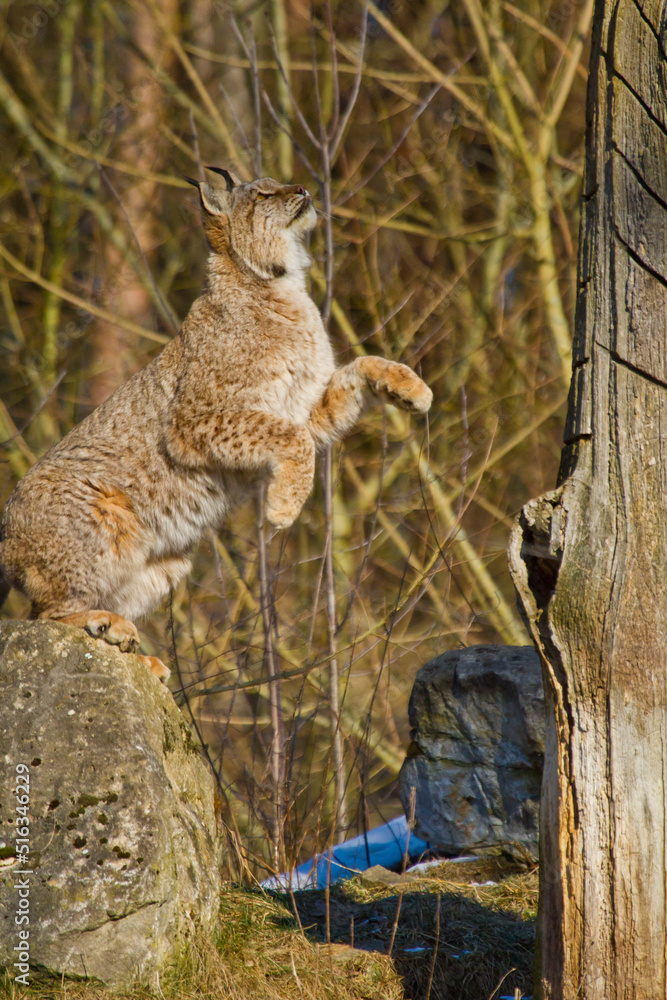 Eurasische Luchs oder Nordluchs (Lynx lynx)