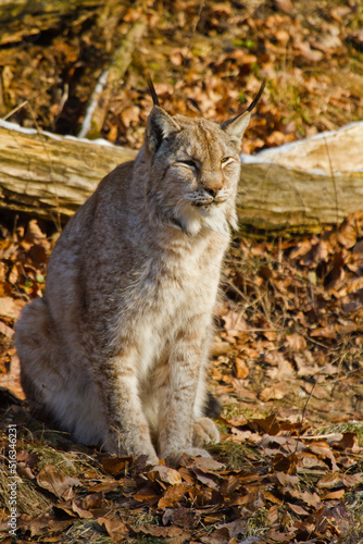 Eurasische Luchs oder Nordluchs (Lynx lynx) © Jearu