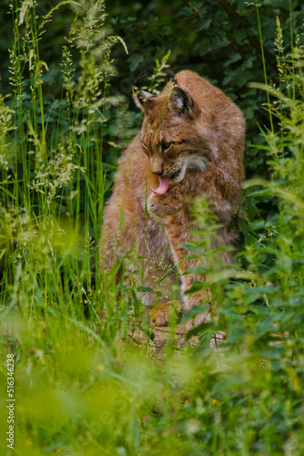 Eurasische Luchs oder Nordluchs (Lynx lynx)