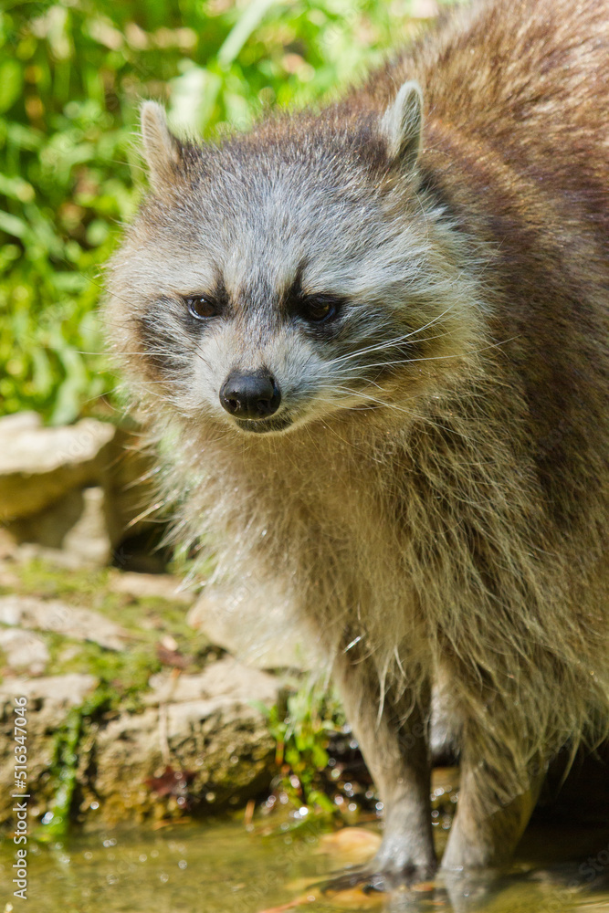 Waschbär (Procyon lotor)