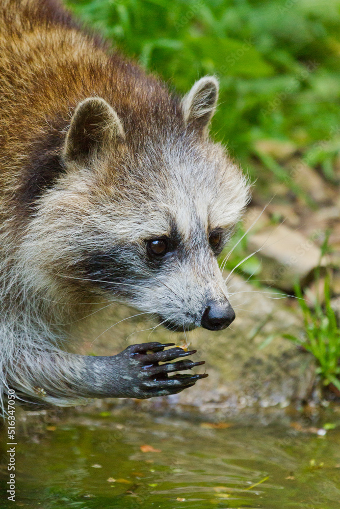 Waschbär (Procyon lotor) Waschbär (Procyon lotor)