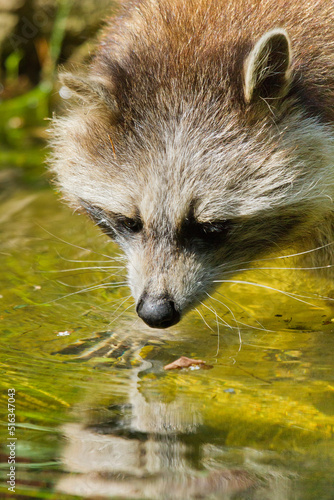 Waschbär (Procyon lotor) photo