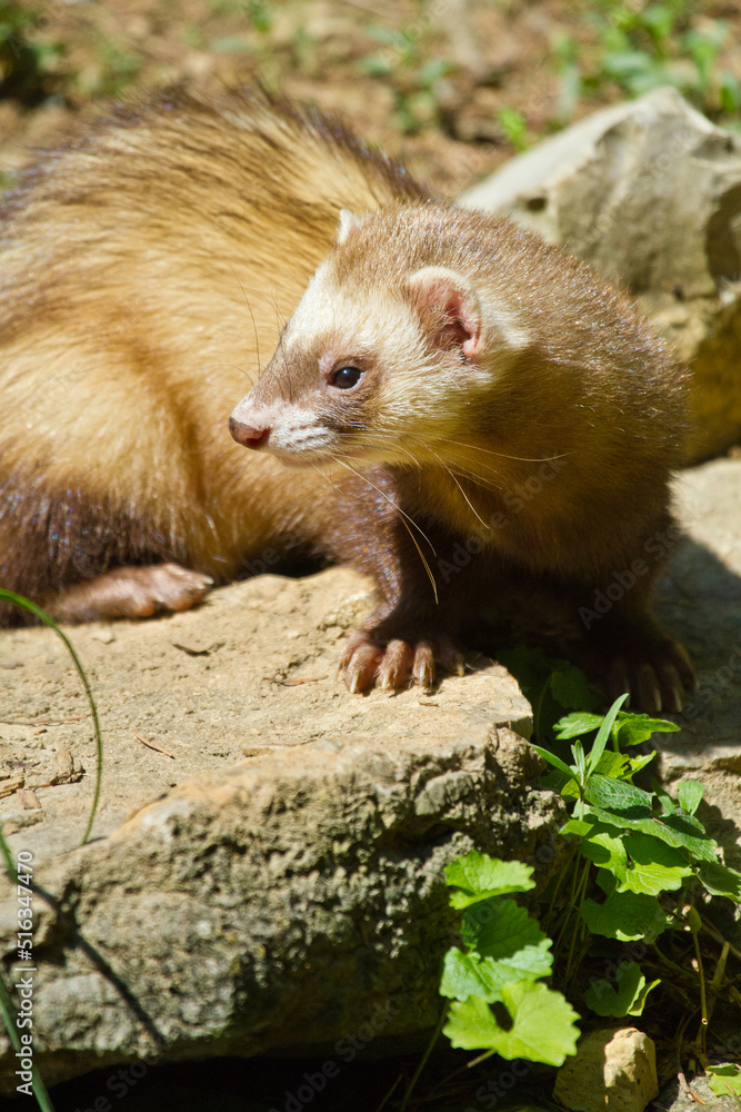 Obraz premium Frettchen (Mustela putorius furo)