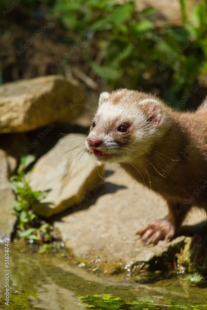 Frettchen (Mustela putorius furo) Frettchen (Mustela putorius furo)