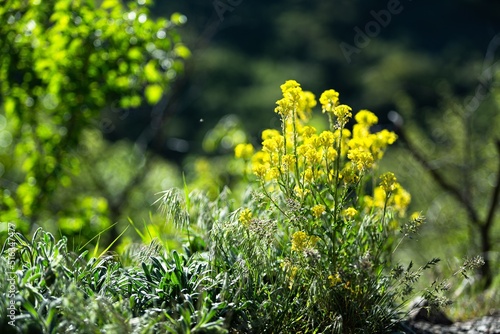 Fototapeta Naklejka Na Ścianę i Meble -  Grass with beautiful mount yellow flowers