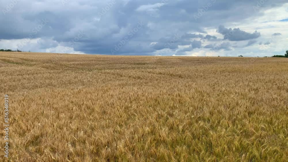 Golden ears of wheat on dramatic sky background in Czech Republic, Europe Golden ears of wheat on dramatic sky background in Czech Republic, Europe