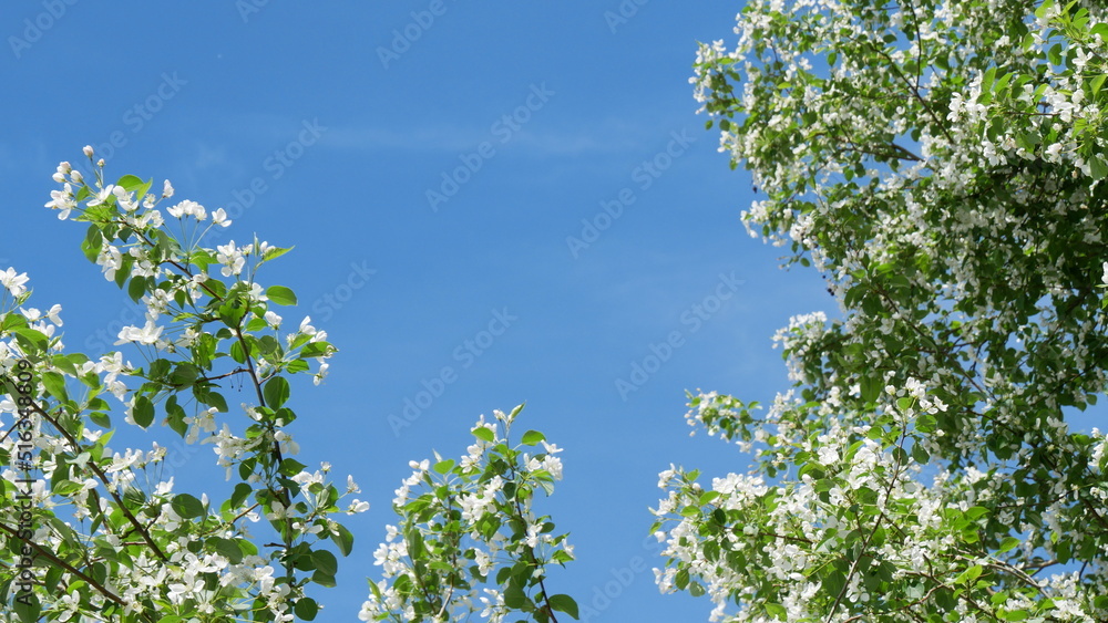 Branches of blooming apple tree in mid-summer on the background of sky. White flowers on branches of an apple tree sway in the wind in summer.