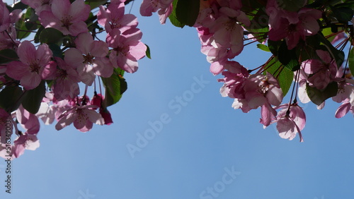 Red, pink and white flowers on branche of an apple tree in summer. Flowering plants in the park.
