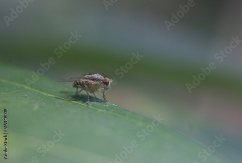 a fly sunbathing on a branch