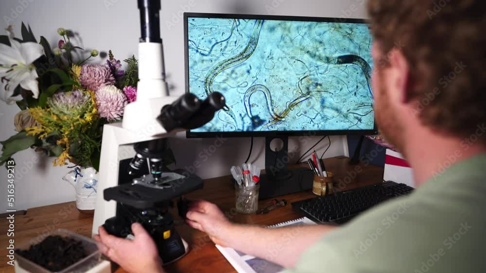 Soil Biology testing of a dirt compost sample with a microscope looking ...