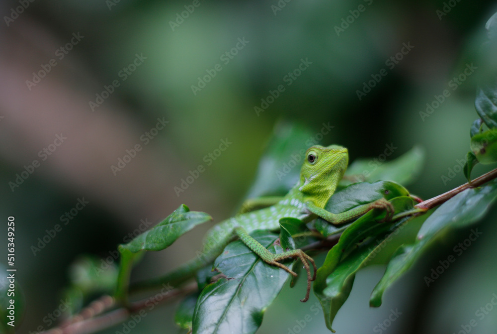 Bronchocela jubata, a chameleon that perches on a tree branch. Bronchocela jubata, a chameleon that perches on a tree branch.