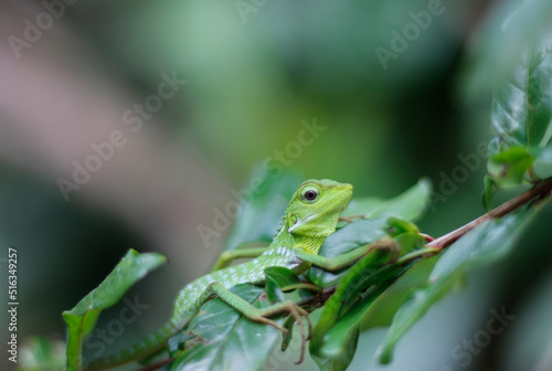  chameleon on a tree branch, bearing the Latin name Bronchocela jubata.