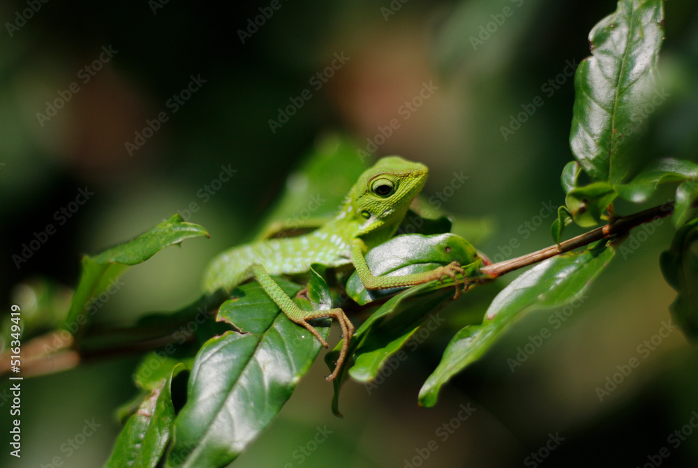 Bronchocela jubata, a chameleon that perches on a tree branch. Bronchocela jubata, a chameleon that perches on a tree branch.