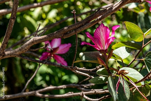 Selective focus shot of blossom pink Bauhinia blakeana flower with twigs in the tree photo