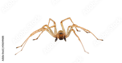 Northern yellow sac spider isolated on white background, Cheiracanthium mildei male photo