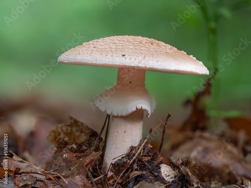 Amanita rubescens or blusher mushroom photo