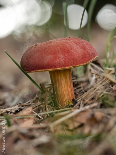 Xerocomus rubellus or buby bolete photo