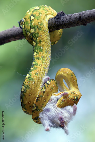 Juvenile green tree phyton eat prey © shirly