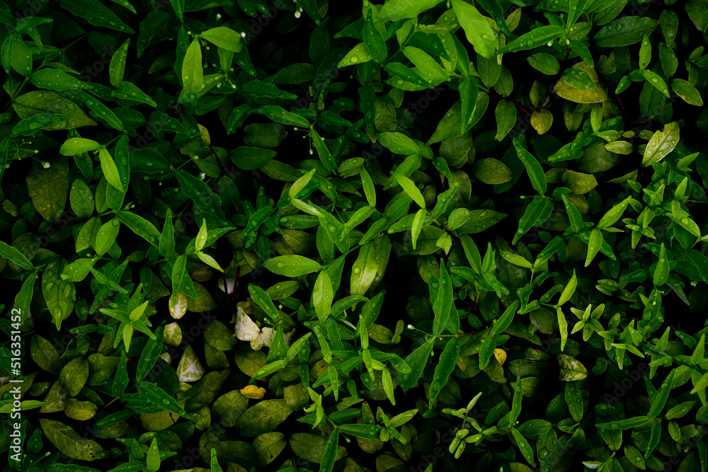 abstract stunning panorama green leaf texture, tropical leaf foliage nature dark green background. green banners nature tropical concept abstract stunning panorama green leaf texture, tropical leaf foliage nature dark green background. green banners nature tropical concept