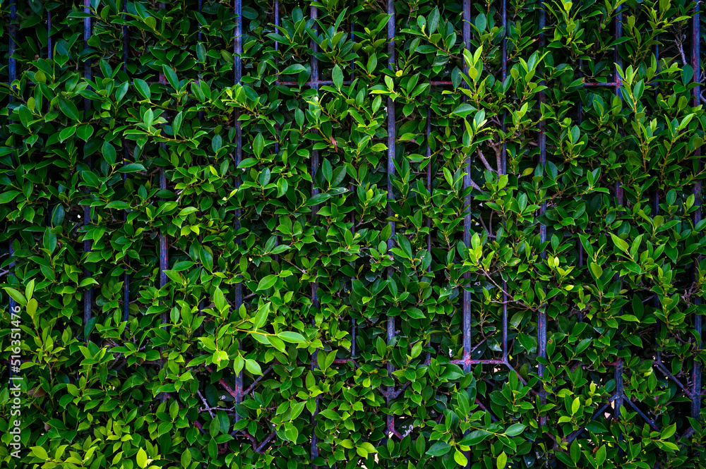 tropical leaves, abstract green leaves texture tropical leaves, abstract green leaves texture