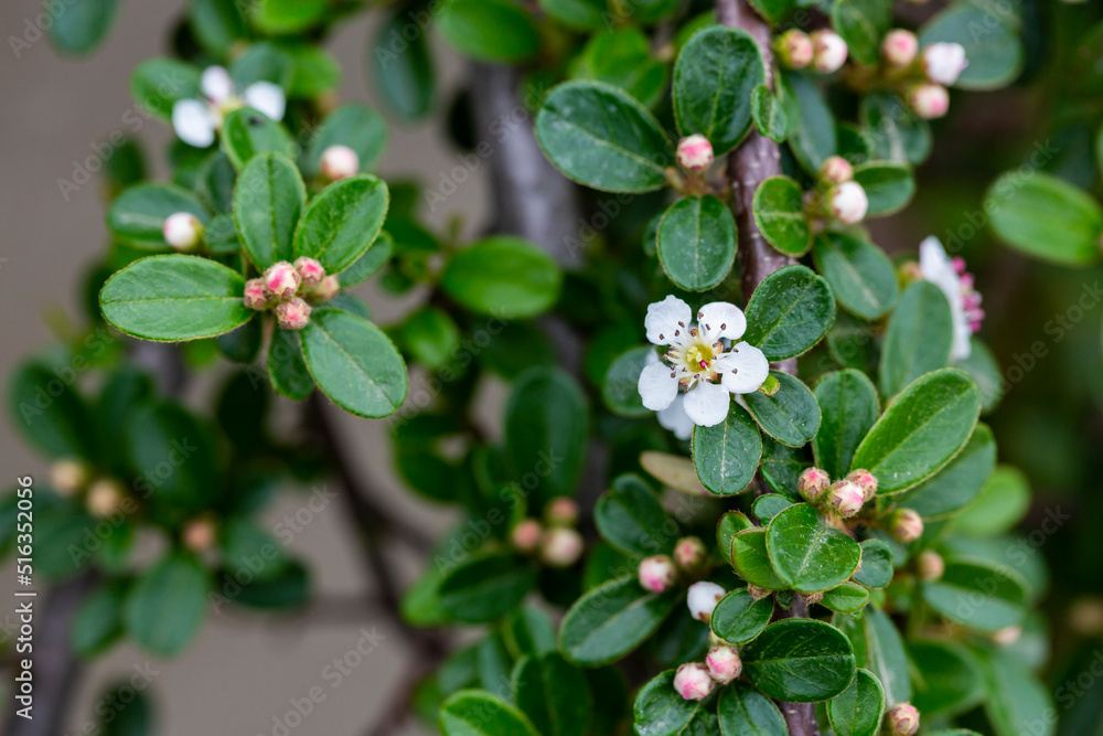 Cotoneaster salicifolius scarlet leader flowers with green foliage horizontal, dogwood flowers, floral background Cotoneaster salicifolius scarlet leader flowers with green foliage horizontal, dogwood flowers, floral background