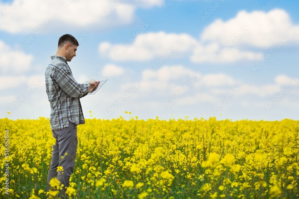 Farmer business man in colza rapeseed field, with digital tablet computer. Agricultural concept. Harvest in field in summer.