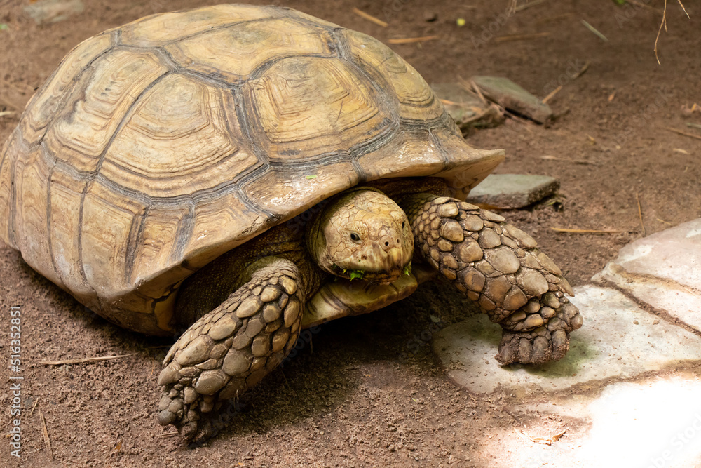 Big brown tortoise stand on soil background Big brown tortoise stand on soil background