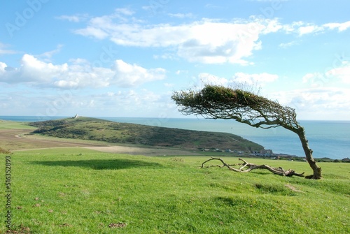 Φωτογραφία Beautiful view of the Seven Sisters in the Uk by the coast with a tilted tree bl