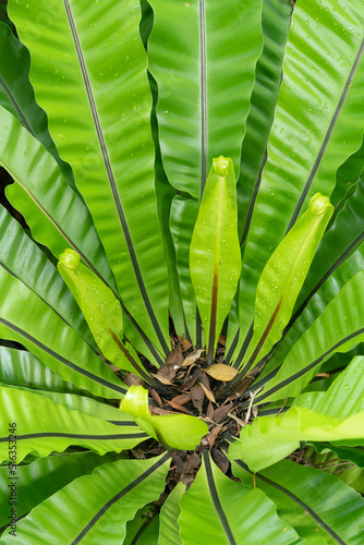 bird nest fern