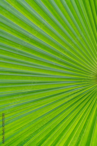 Abstract background form palm leaves