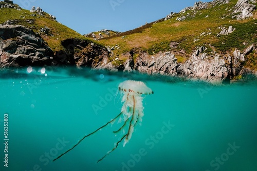 Compass jellyfish floating in a bay on the east side of Lundy Island, UK photo