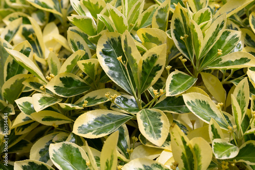 Detail of Euonymus Japonicus variety Sunny Delight  a very cold hardy shrub with variegated green leaves and a cream-colored border